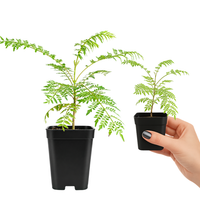 Jacaranda Tree Starter – Purple Flowering Tropical Plant for Garden