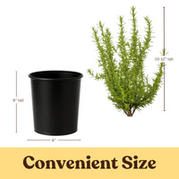 Rosemary – Fragrant Culinary Herb Plant (1 Gallon)