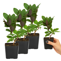 Purple Honeysuckle Vine – Hardy Climbing Garden Plant