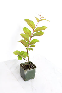 Purple Bonsai Tree Muskogee Crape Myrtle Live Starter Plant Purple Flower Gift for Garden Landscaper Outdoor Floral Plant Lagerstroemia