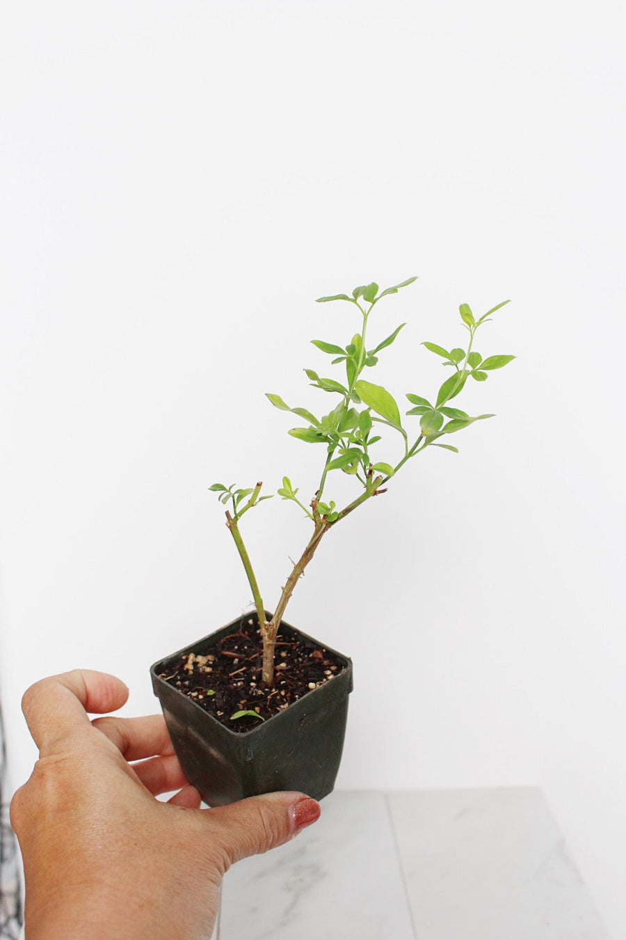 Yellow Primrose Jasmine – Jasminum Mesnyi Starter Plant Outdoor Shrub