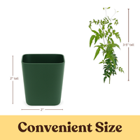 Pink Jasmine Vine - Fragrant Jasminum Polyanthum Starter Plant