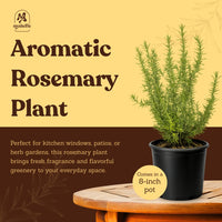 Rosemary – Fragrant Culinary Herb Plant (1 Gallon)