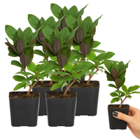 Purple Honeysuckle Vine – Hardy Climbing Garden Plant