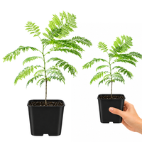 Jacaranda Tree Starter – Purple Flowering Tropical Plant for Garden