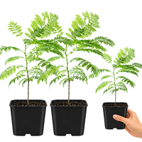 Jacaranda Tree Starter – Purple Flowering Tropical Plant for Garden