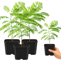 Jacaranda Tree Starter – Purple Flowering Tropical Plant for Garden