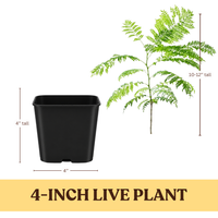 Jacaranda Tree Starter – Purple Flowering Tropical Plant for Garden