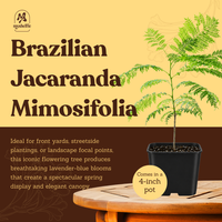 Jacaranda Tree Starter – Purple Flowering Tropical Plant for Garden