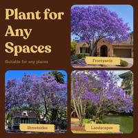 Jacaranda Tree Starter – Purple Flowering Tropical Plant for Garden