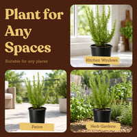Rosemary – Fragrant Culinary Herb Plant (1 Gallon)