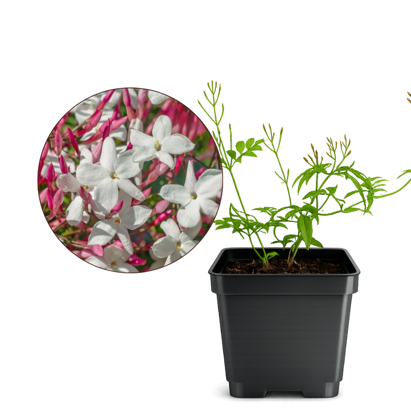 Large Pink Jasmine Vine - Fragrant Jasminum Polyanthum Starter Plant