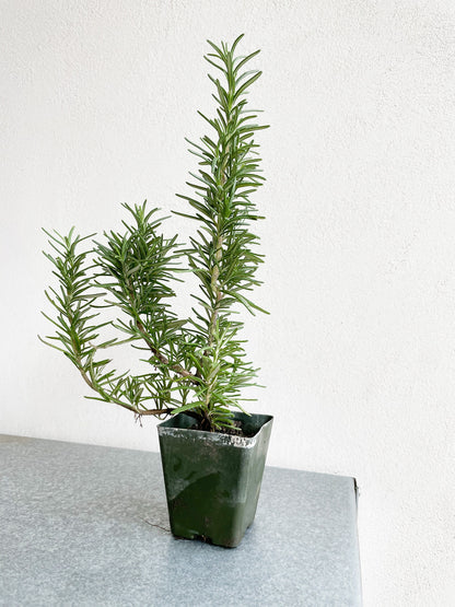 Mini Rosemary Plant Starter Rosmarinus officinalis Outdoor Garden Herb Live Rosemary Spice Plant Aromatic Blue Rosemary Officinalis Shrub