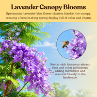 Jacaranda Tree Starter – Purple Flowering Tropical Plant for Garden