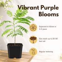 Jacaranda Tree Starter – Purple Flowering Tropical Plant for Garden