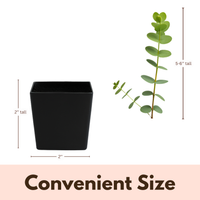 Spiral Gray Eucalyptus Starter Tree – Baby Blue Live Fragrant Plant