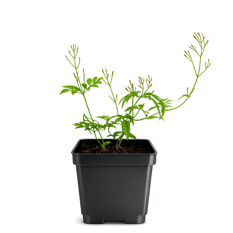 Large Pink Jasmine Vine - Fragrant Jasminum Polyanthum Starter Plant