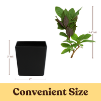 Purple Honeysuckle Vine – Hardy Climbing Garden Plant