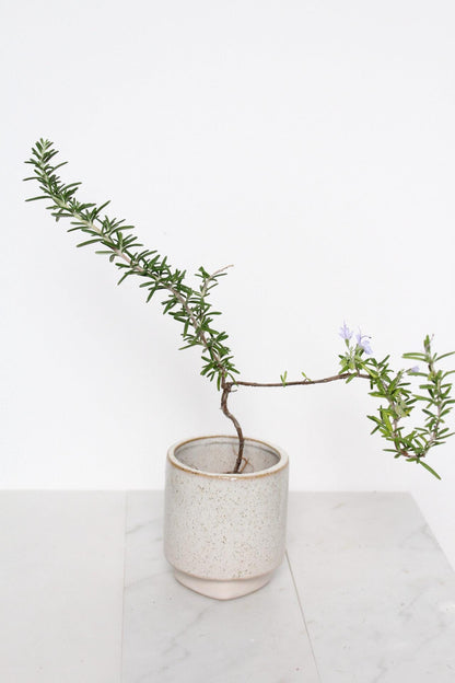 Trailing Rosemary Plant Small Bonsai Collection Kitchen Herb Garden Black Pot Display Cascading Green Foliage Fresh Culinary Ingredient Growing Collection Window Sill Accent Home Decor Essential Beautiful Aromatic Plant Garden Gift