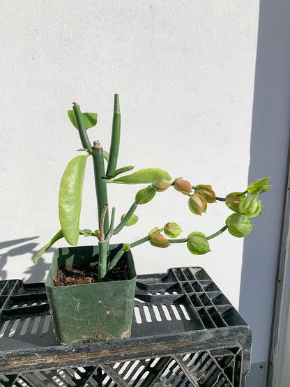 Pedilanthus Bracteatus 'Tall Slipper' Plant Succulent Cactus Live Starter Plant Garden Landscape Plant Drought Tolerant Xeriscape Garden