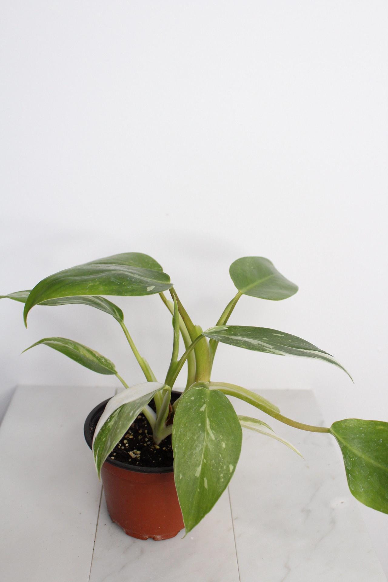 Indoor Tropical Decor White Princess Plant Starter Bundle Variegated Pink White Leaf Pattern Beautiful Home Office Addition Four Inch Pot Rooted Specimen Easy Care Guide Perfect Size Plant New Grower Friendly Collection Essential Beauty