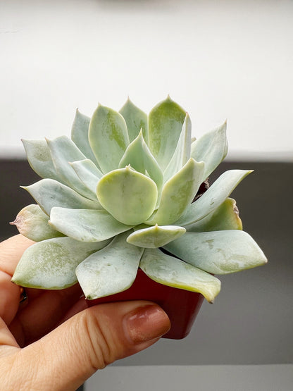 Succulent Plants 2" Mini Potted Succulents for Indoor Echeveria Desmetiana Home Office Decor Wedding Baby Shower Party Favors Gifts for Her Wedding Baby Shower Party Favors - Live Succulent 2.5-inch Collection