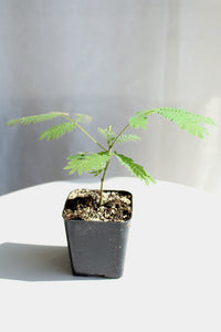 Pink Flower Persian Mimosa Silk Tree Starter Plant Albizia Julibrissin Starter Plant Shrub Pink Floral Live Plant Landscape Outdoor Garden