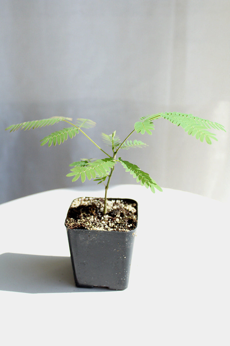 Pink Flower Persian Mimosa Silk Tree Starter Plant Albizia Julibrissin Starter Plant Shrub Pink Floral Live Plant Landscape Outdoor Garden