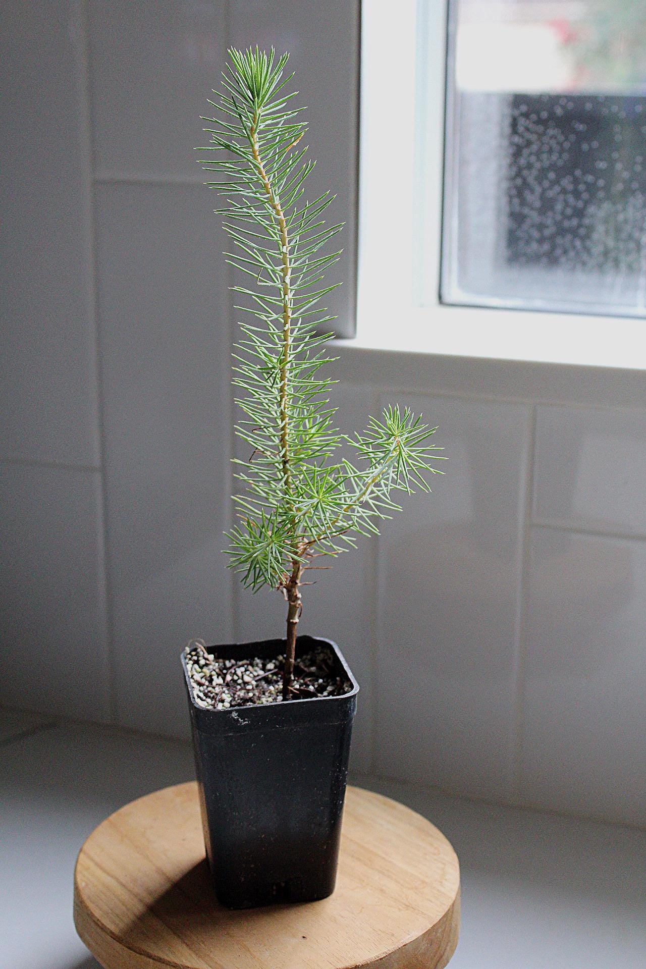 Live Bonsai Tree Pine Bonsai Tree Bonsai Starter Kit Indoor Bonsai Beginner Bonsai Tree Gift for Gardener Housewarming Gift Office Plant Decor Zen Gift Japanese Style Plant