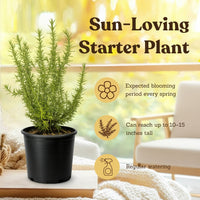 Rosemary – Fragrant Culinary Herb Plant (1 Gallon)