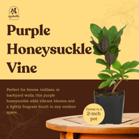 Purple Honeysuckle Vine – Hardy Climbing Garden Plant