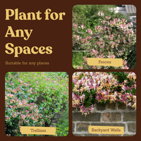 Purple Honeysuckle Vine – Hardy Climbing Garden Plant