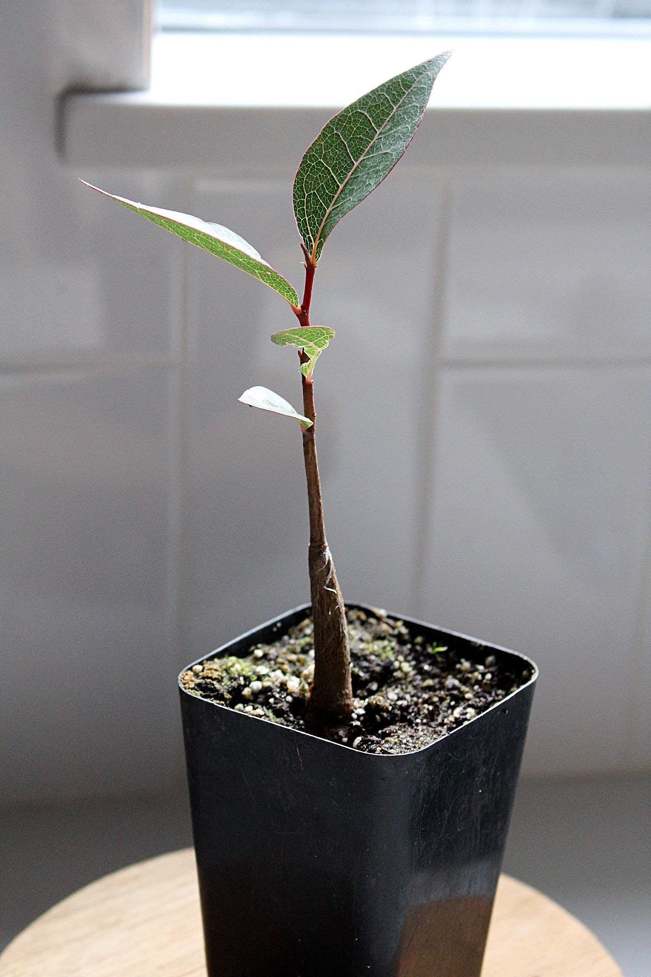 Bonsai Starter Tree Kurrajong Beginner Bonsai Tree Bottle Tree Brachychiton Populneus Drought Tolerant Bonsai Indoor Garden Tree White Flowering Tree Australian Native Tree Gift for Bonsai Lover Garden Gift Bonsai Gift