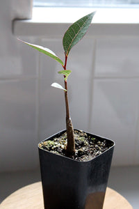 Bonsai Starter Tree Kurrajong Beginner Bonsai Tree Bottle Tree Brachychiton Populneus Drought Tolerant Bonsai Indoor Garden Tree White Flowering Tree Australian Native Tree Gift for Bonsai Lover Garden Gift Bonsai Gift