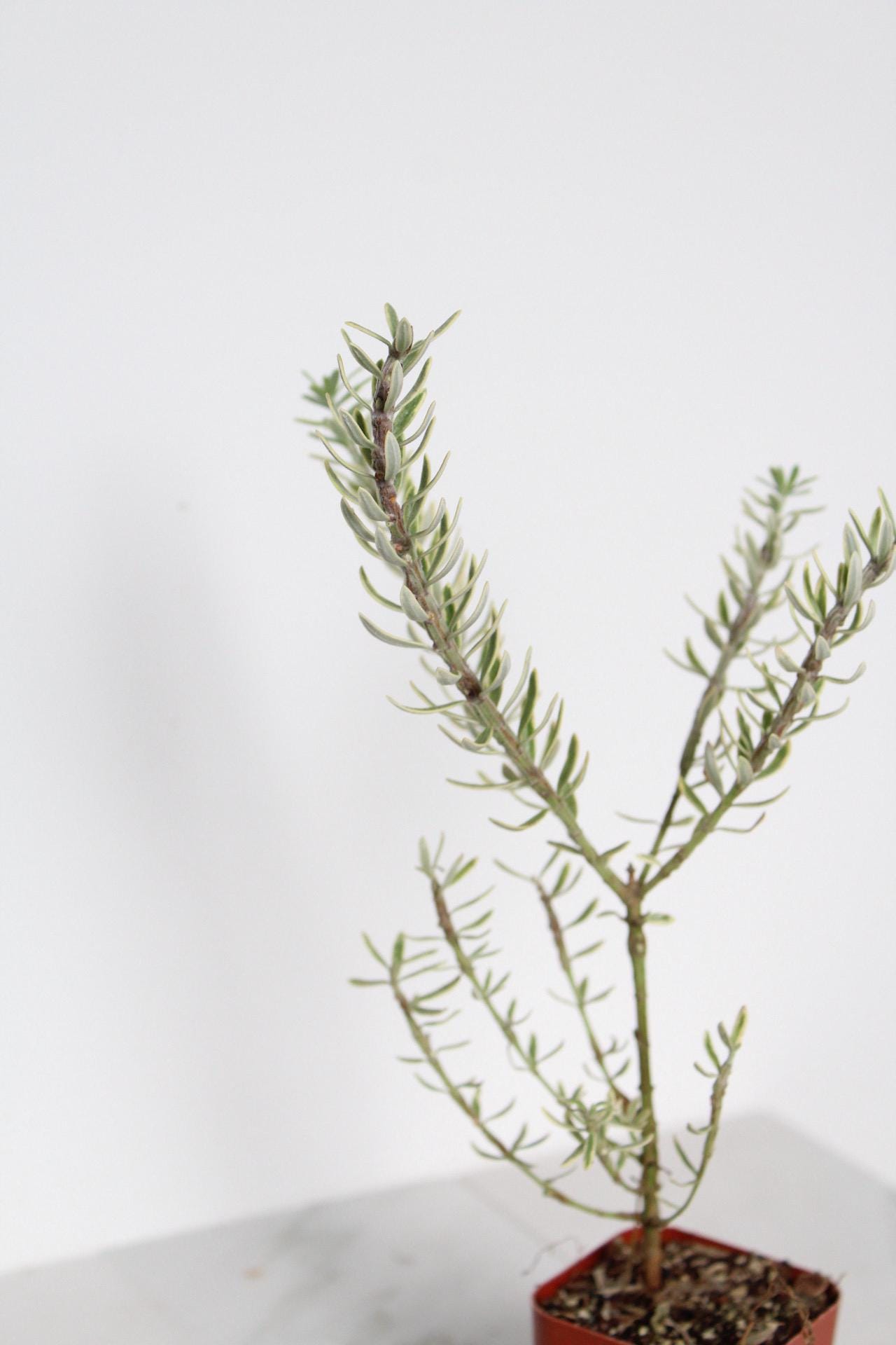 Garden Gift Collection Coastal Rosemary Plant Small Container Growing Evergreen Shrub Gray Variegated Foliage Perfect Patio Accent Drought Tolerant Design Easy Care Garden Essential Beautiful Year Round Interest Living Collection