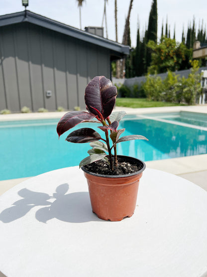 Variegated Pink Rubber Tree Pink Houseplant Ficus Decora Ruby Pink Plant Indoor House Plant Garden Tropical Indoor Live Plant Rubber Fig