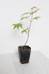 Bonsai Tree Starter Plant Red Japanese Maple Sapling Live Plant Gift Tree Beginner Plant Hobby Acer Palmatum Outdoor Zen Garden Plant Gift