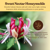 Purple Honeysuckle Vine – Hardy Climbing Garden Plant