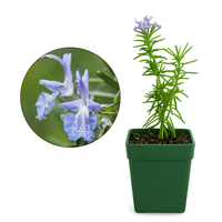 Mini Purple Flower Rosemary Plant Starter - Outdoor Herb Garden