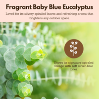 Spiral Gray Eucalyptus Starter Tree – Baby Blue Live Fragrant Plant