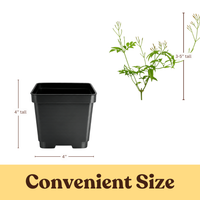 Large Pink Jasmine Vine - Fragrant Jasminum Polyanthum Starter Plant