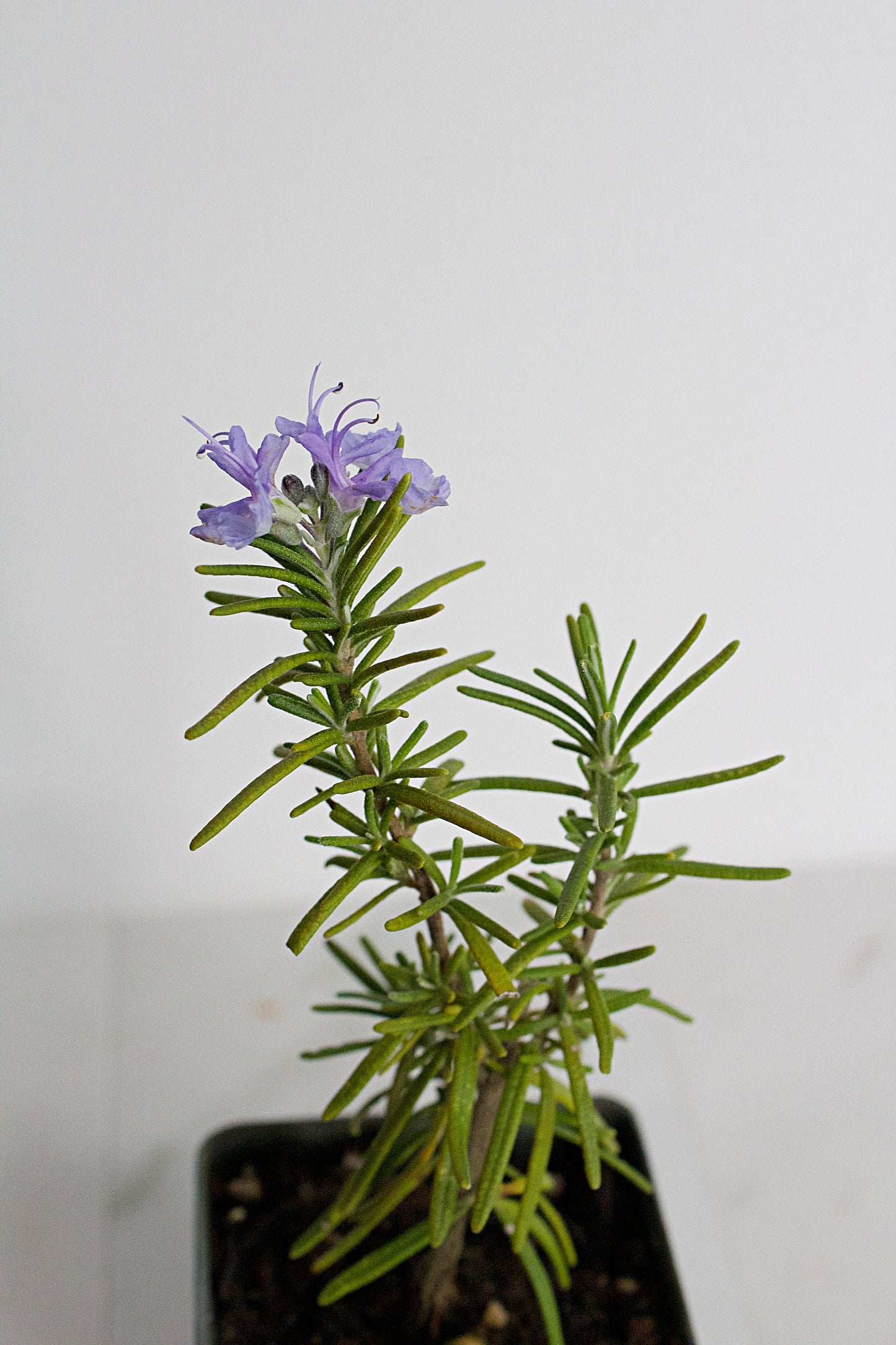 Mini Purple Flower Rosemary Plant Starter - Outdoor Herb Garden