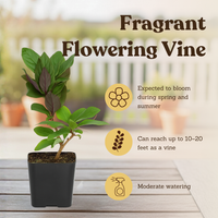 Purple Honeysuckle Vine – Hardy Climbing Garden Plant