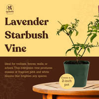 Pink Jasmine Vine - Fragrant Jasminum Polyanthum Starter Plant
