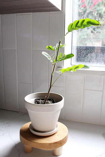 Powderpuff Pink Tree Starter Calliandra Inaequilatera Plant Evergreen Shrub Pink Floral Live Plant Landscape Outdoor Pollinator Garden Fern