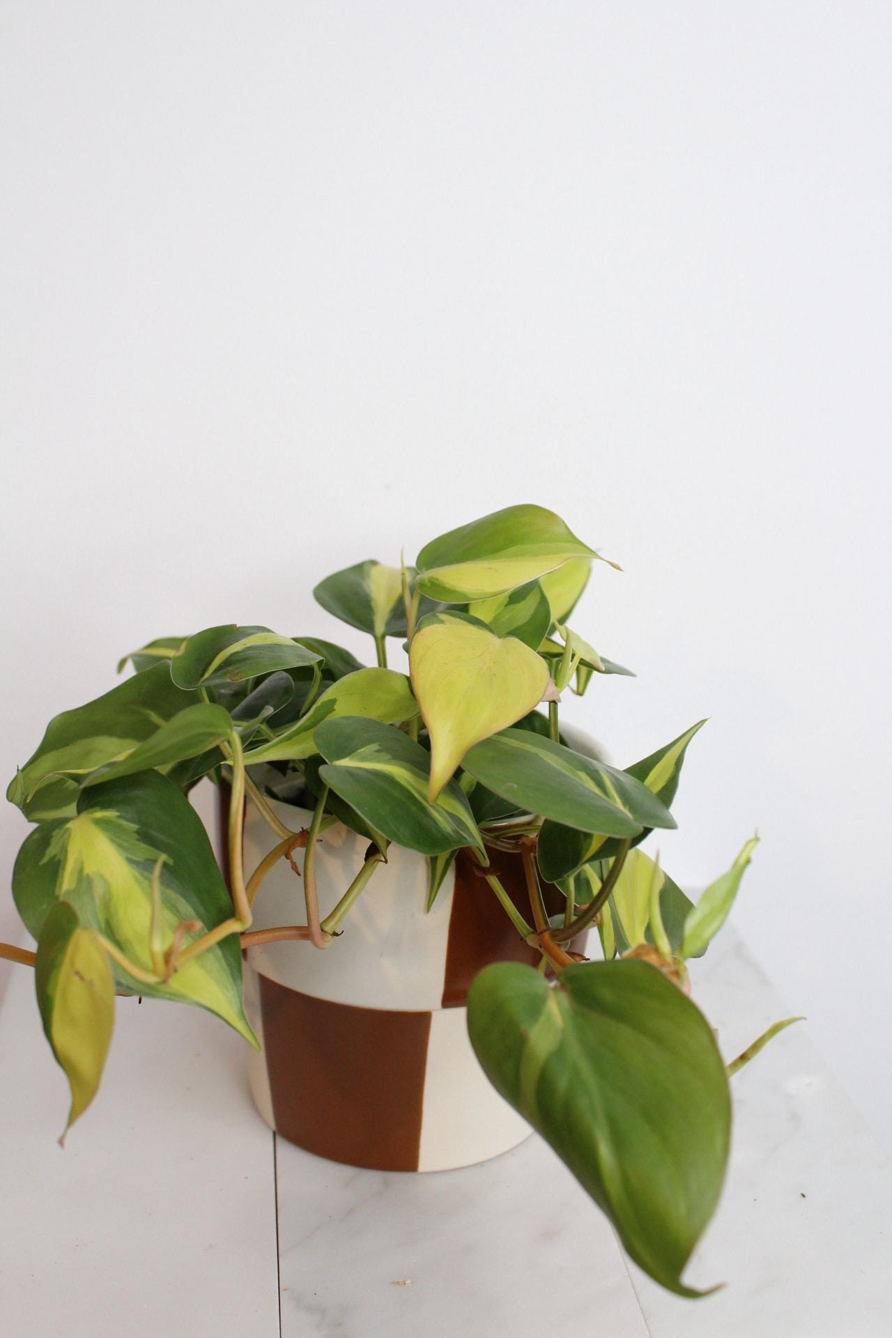 Live Indoor Philodendron Cordatum 'Brasil'  Heart Leaf Vine Plant Gift for Office Plant Lover Tropical Foliage Easy Care Plant Gift Friend Brown Checkered Pot
