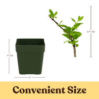 White Honeysuckle Vine – Fragrant Climbing Plant for Garden & Trellis