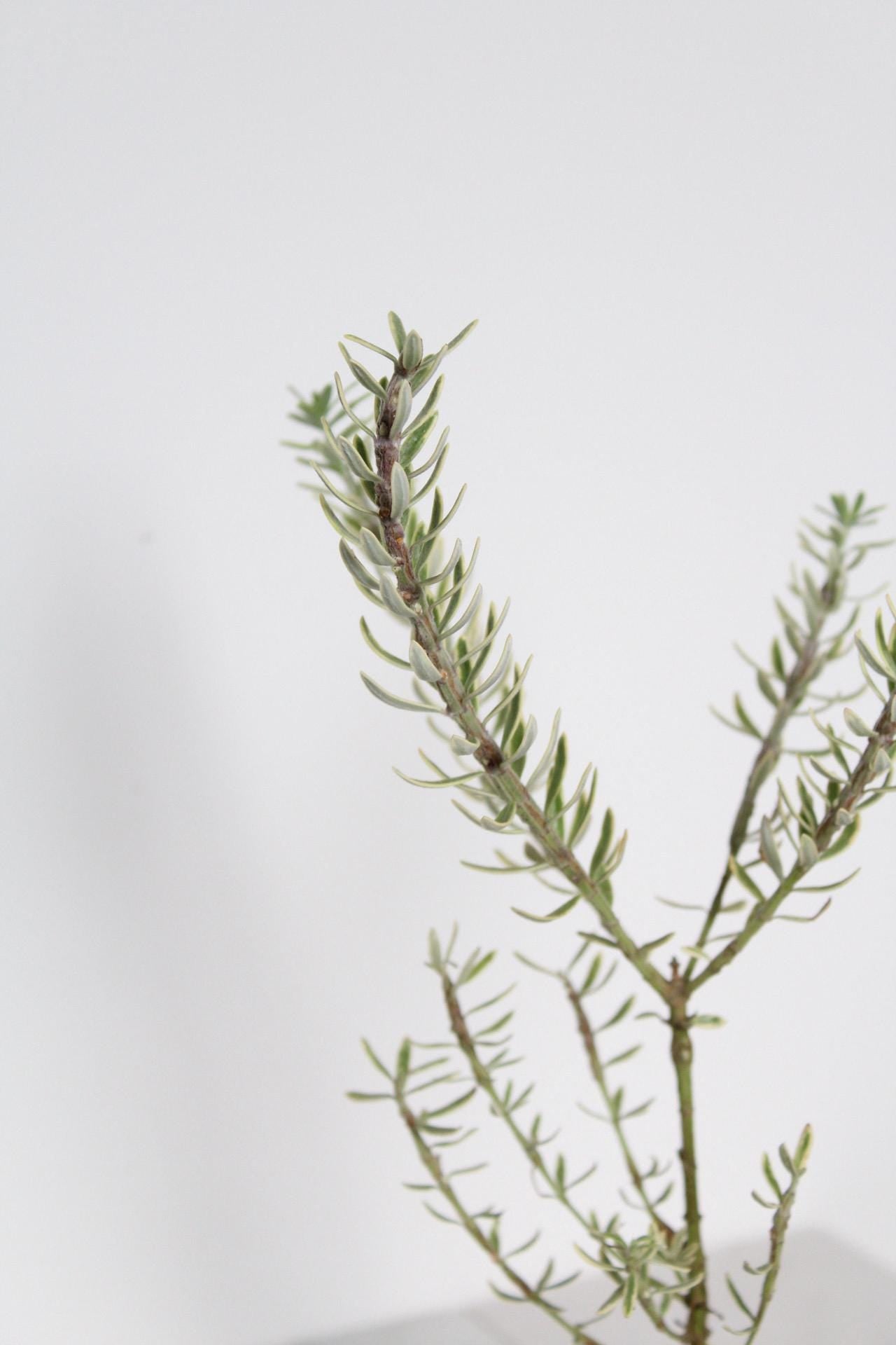 Patio Garden Essential Coastal Rosemary Plant Evergreen Shrub Container Growing Gray Variegated Westringia Drought Tolerant Design Beautiful Landscape Accent Year Round Interest Easy Care Garden Collection Living Outdoor Decor