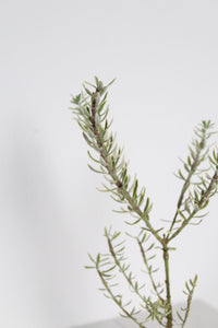 Patio Garden Essential Coastal Rosemary Plant Evergreen Shrub Container Growing Gray Variegated Westringia Drought Tolerant Design Beautiful Landscape Accent Year Round Interest Easy Care Garden Collection Living Outdoor Decor