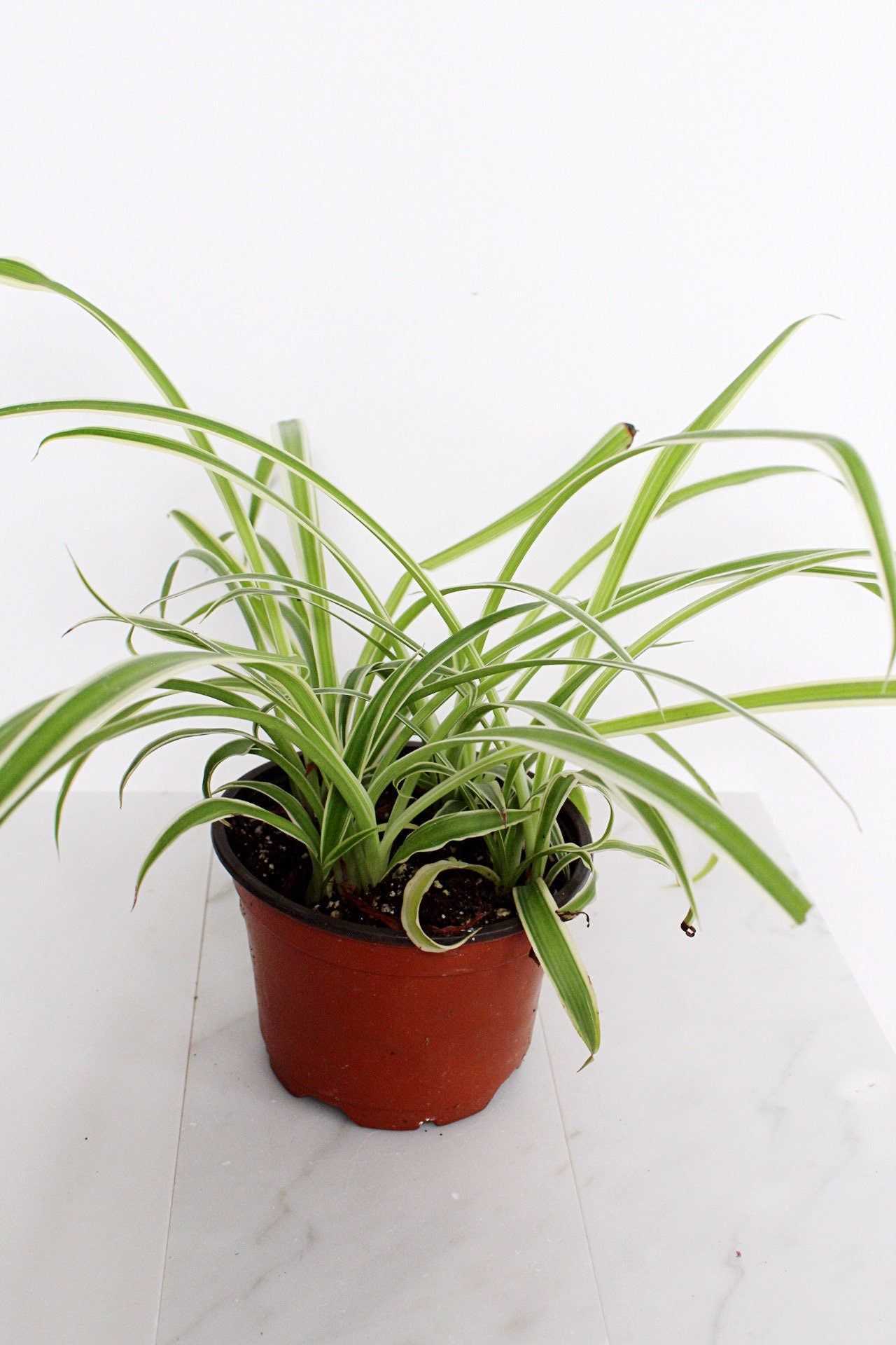 Reverse Variegated Spider Plant Chlorophytum Spider Indoor Plant Retro Indoor House Plant 4 inch Tropical White Leaf Garden Hanging Plant